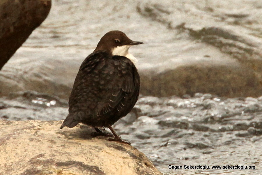 White-throated Dipper