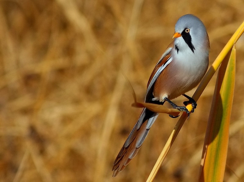 Bearded Reedling