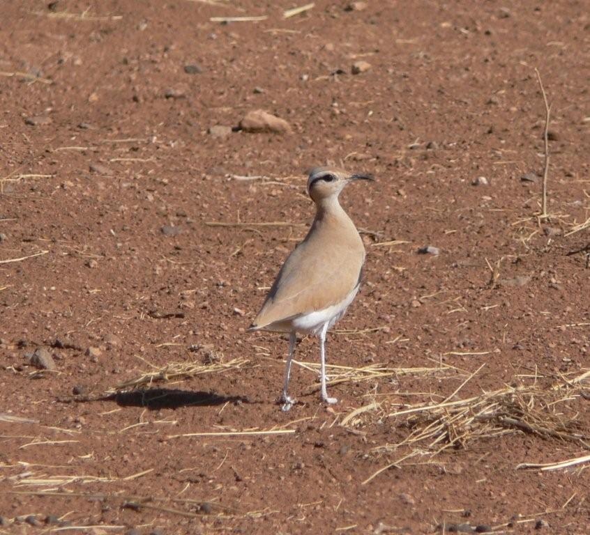 Cream-colored Courser