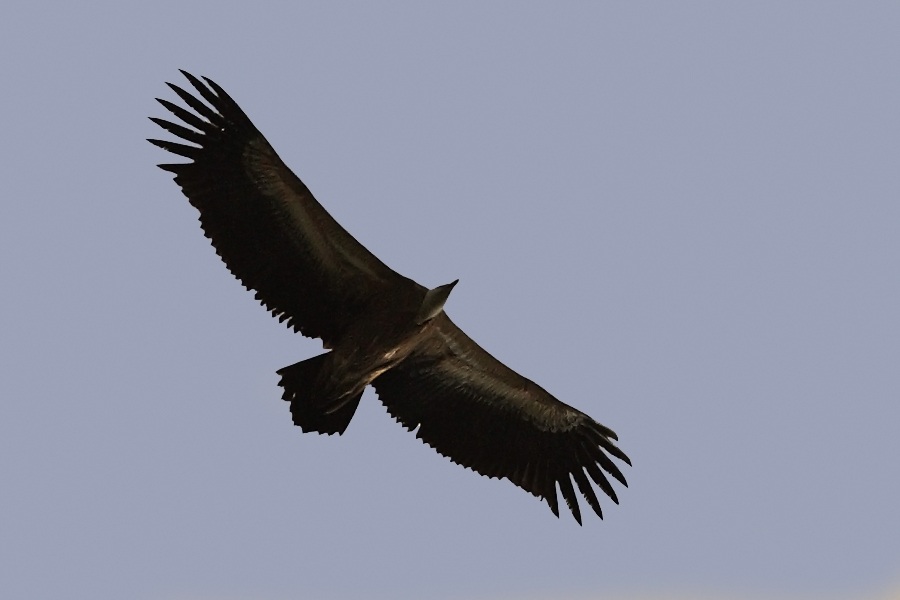 Griffon Vulture