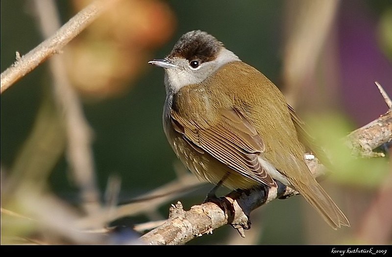 Eurasian Blackcap
