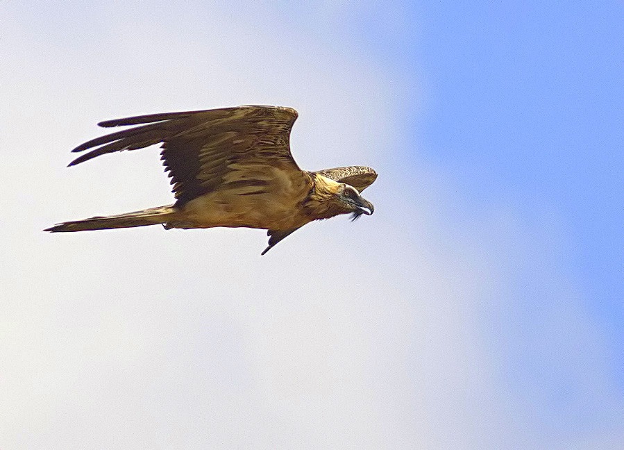 Bearded Vulture