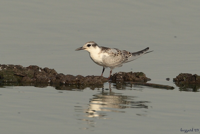 Whiskered Tern