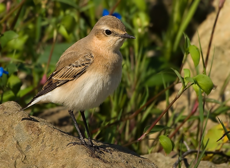 Northern Wheatear
