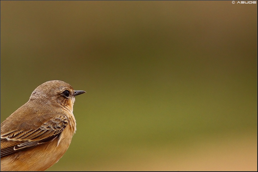 Northern Wheatear