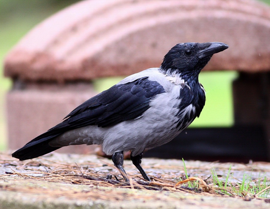 Hooded Crow