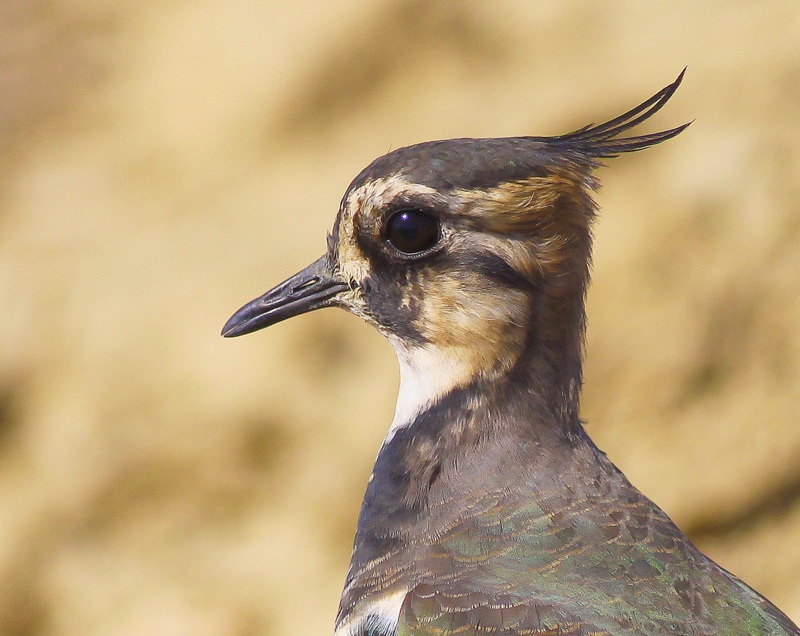 Northern Lapwing