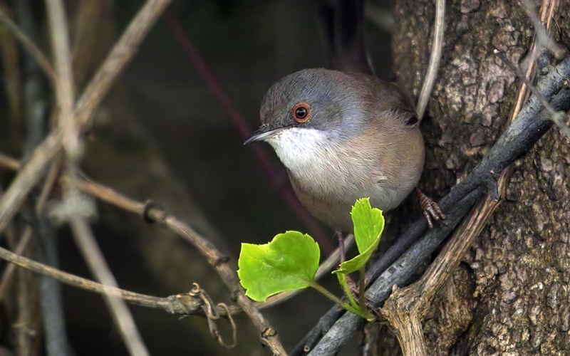 Sardinian Warbler