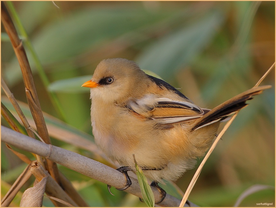 Bearded Reedling