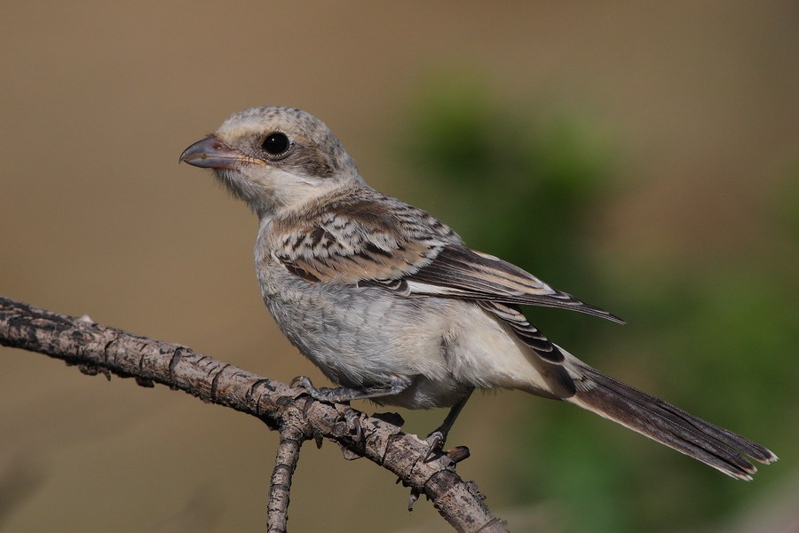 Woodchat Shrike
