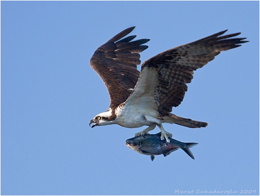 Osprey
