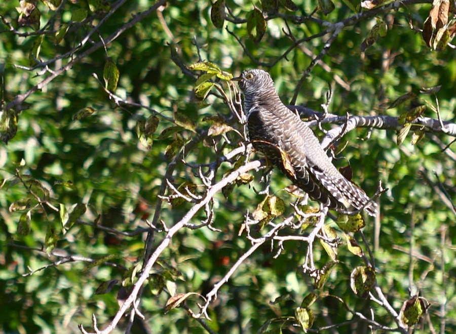Common Cuckoo