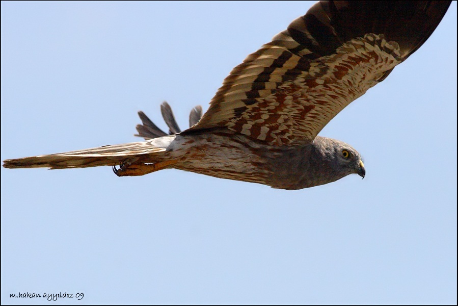 Montagu`s Harrier