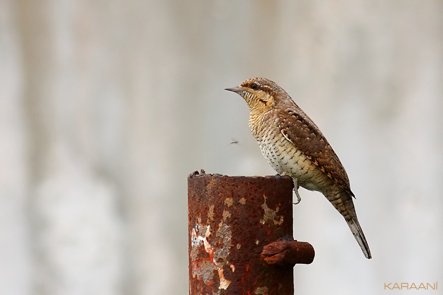 Eurasian Wryneck