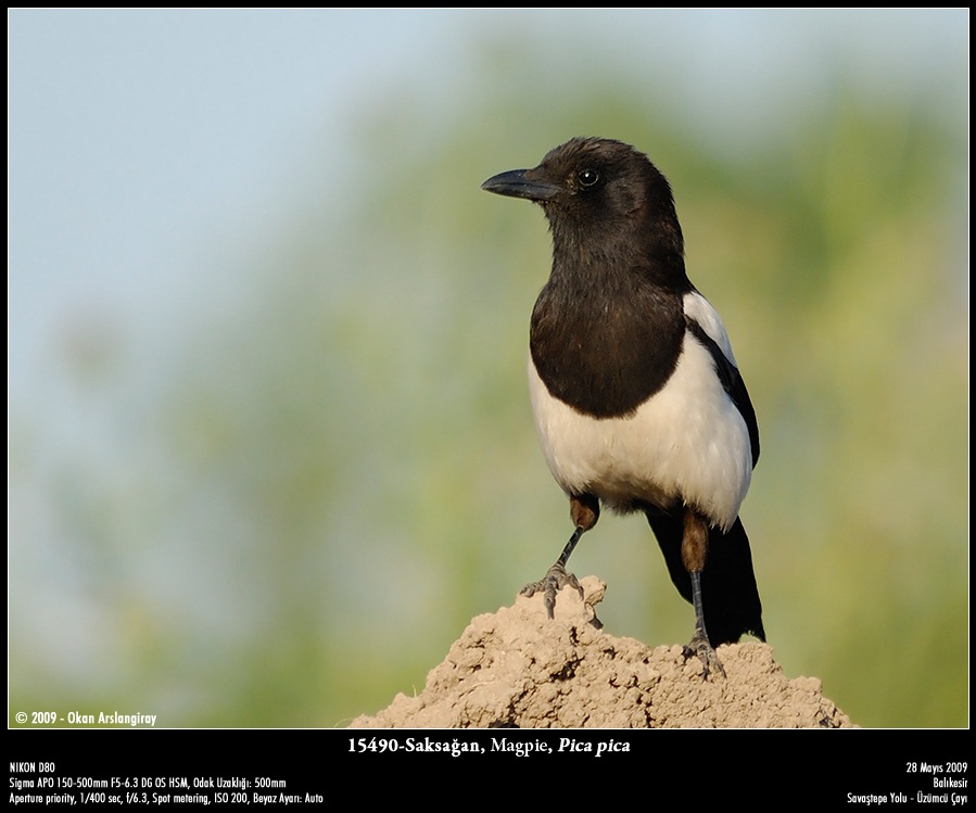 Eurasian Magpie