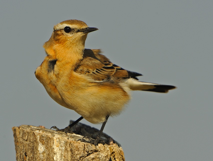 Northern Wheatear