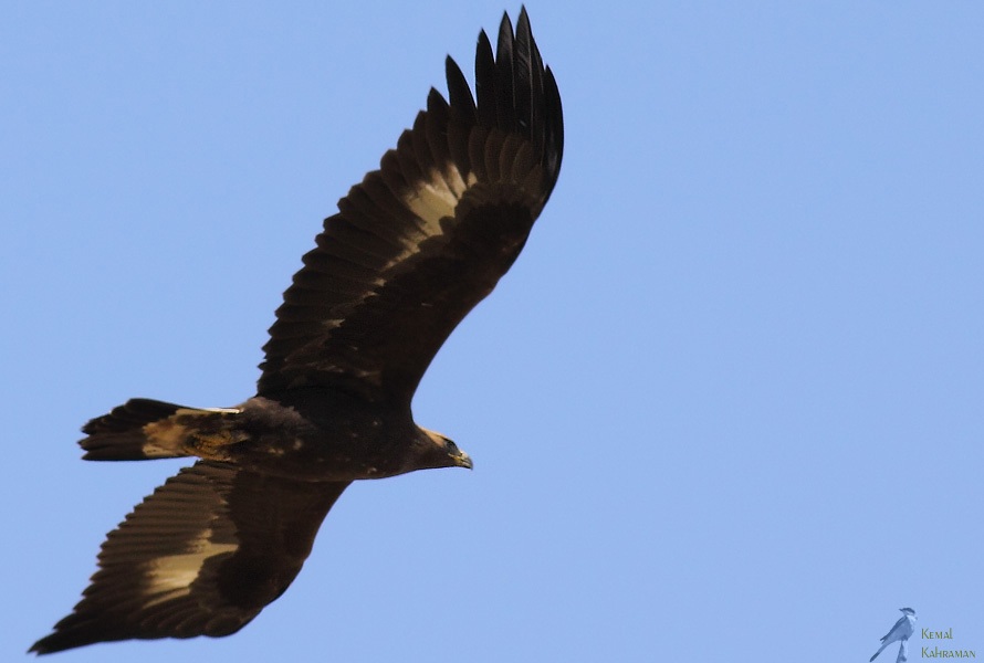 Golden Eagle