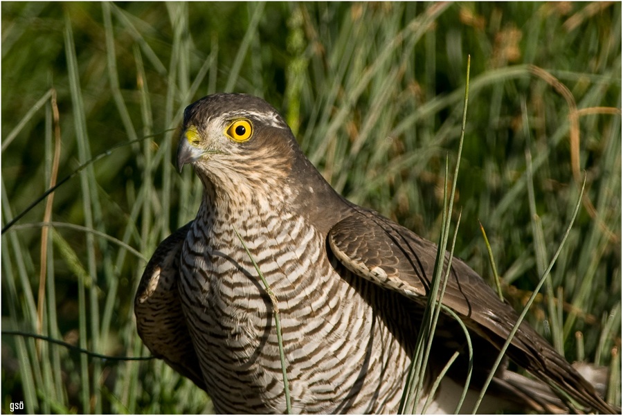 Eurasian Sparrowhawk