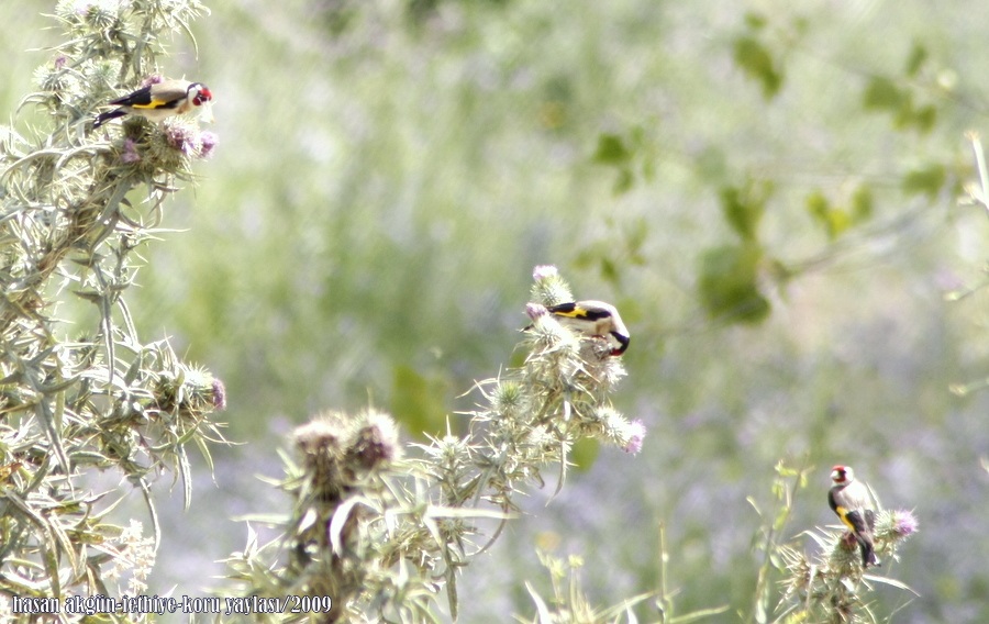 European Goldfinch