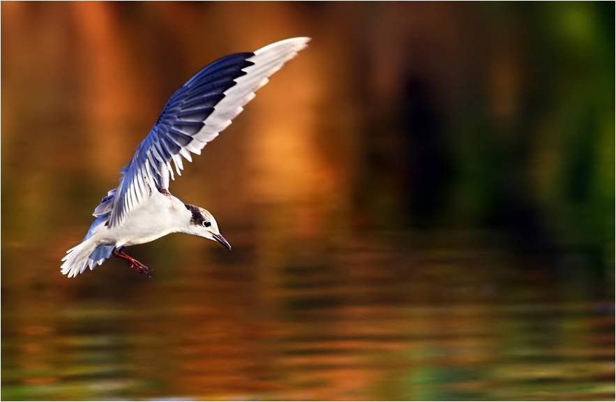 Whiskered Tern