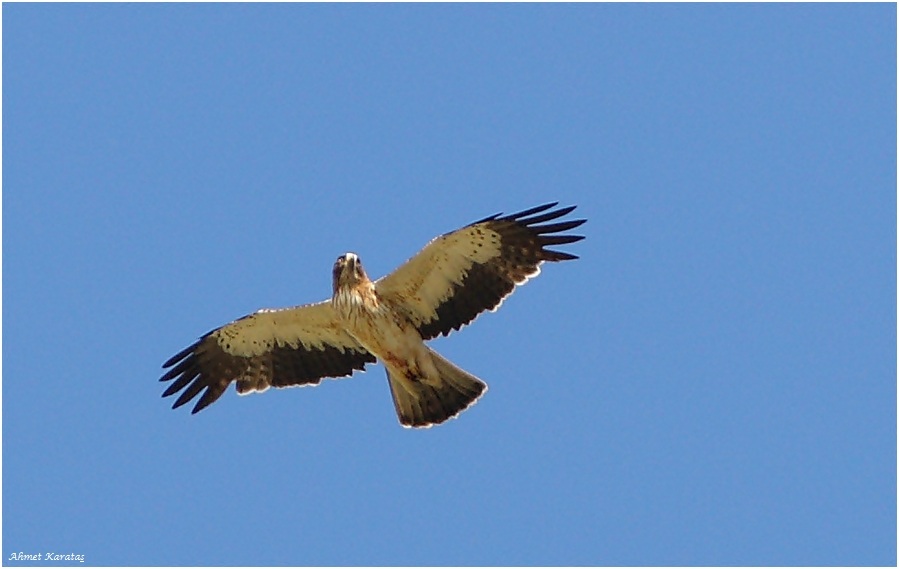 Booted Eagle