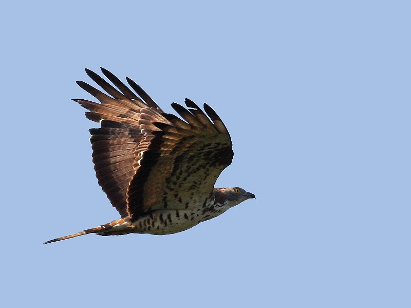 European Honey Buzzard