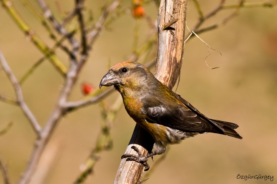 Red Crossbill