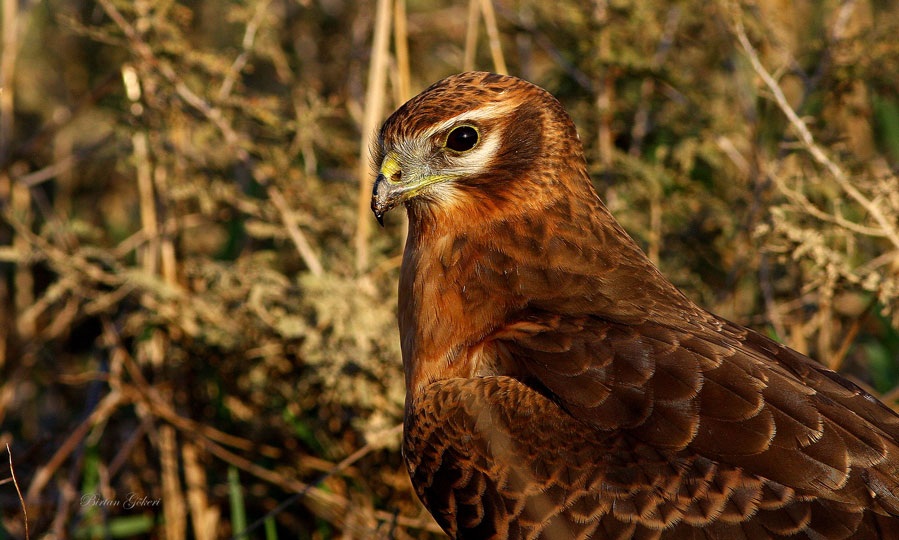Montagu`s Harrier
