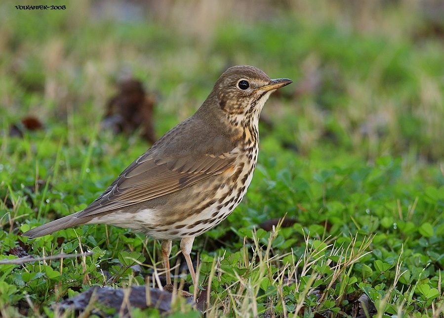 Song Thrush