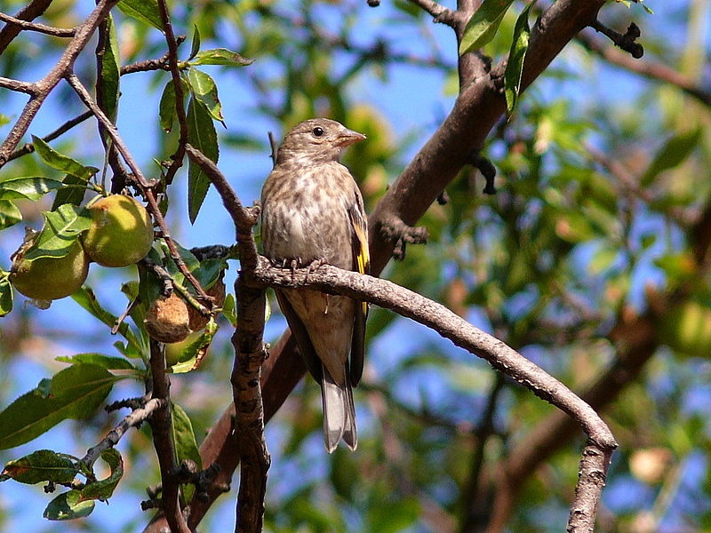 European Goldfinch