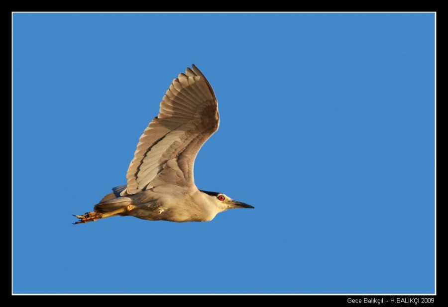 Black-crowned Night Heron