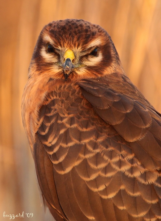 Montagu`s Harrier
