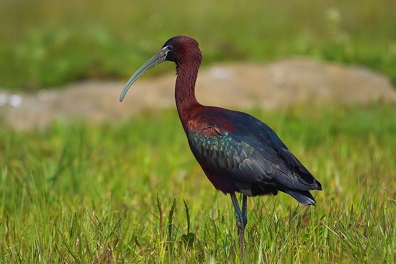 Glossy Ibis