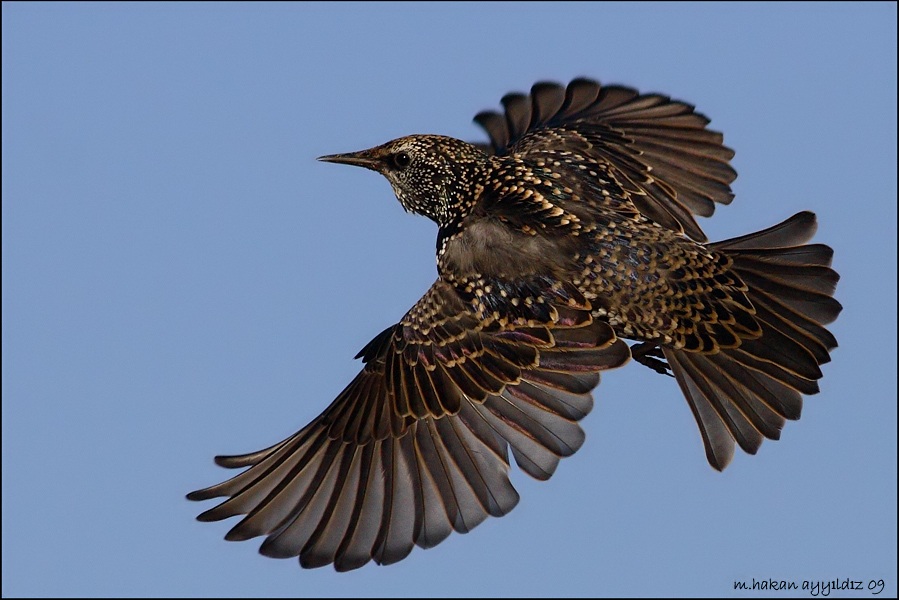 Common Starling