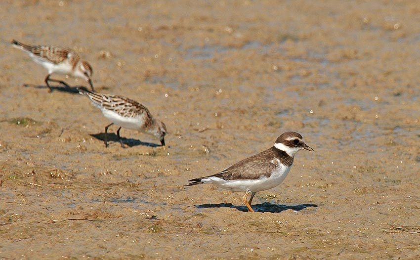 Common Ringed Plover