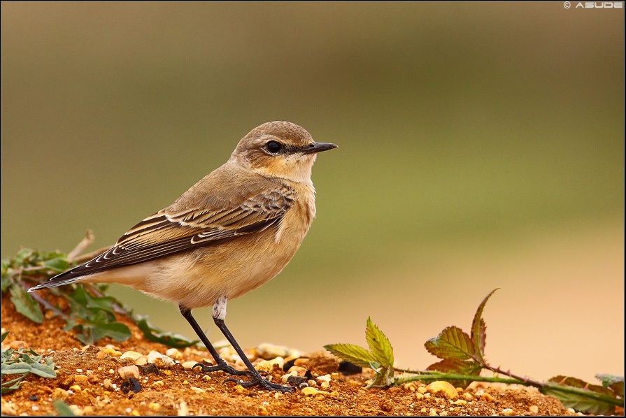 Northern Wheatear
