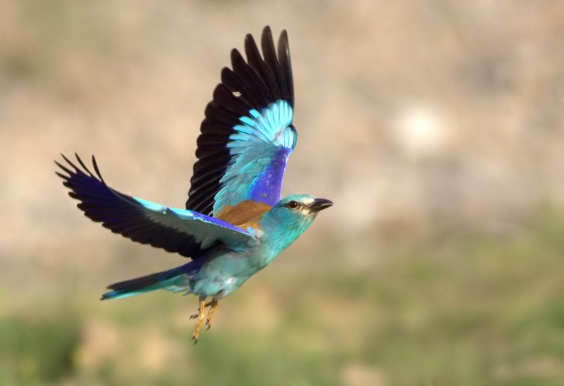 European Roller