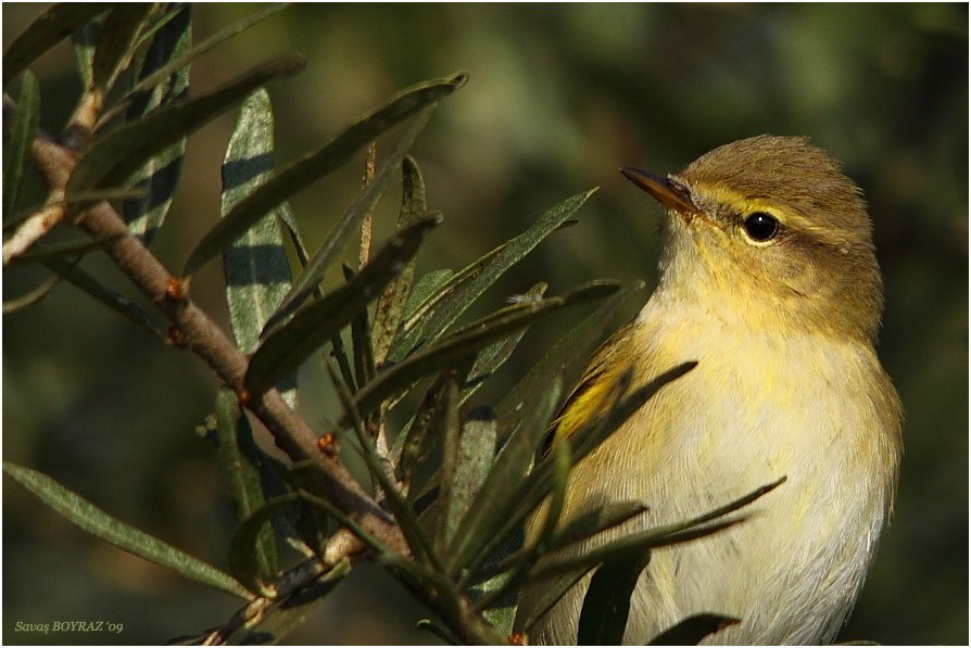 Willow Warbler