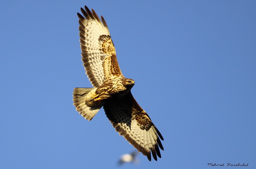 Common Buzzard