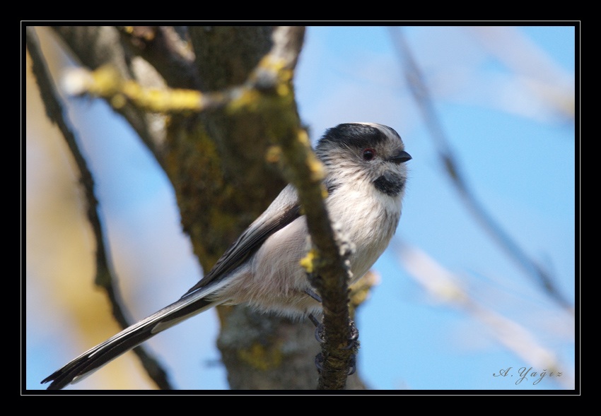 Long-tailed Tit