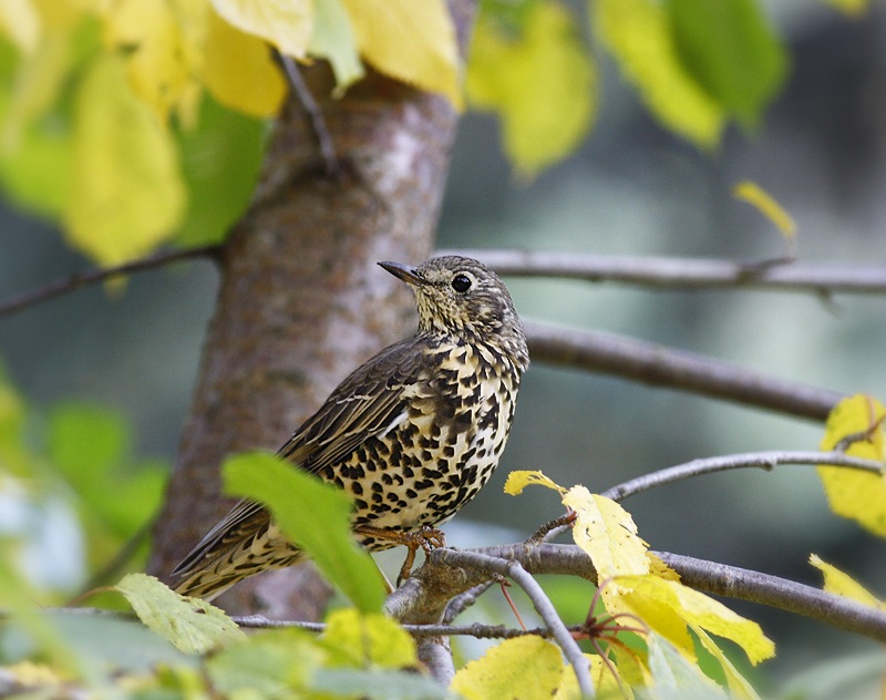 Mistle Thrush