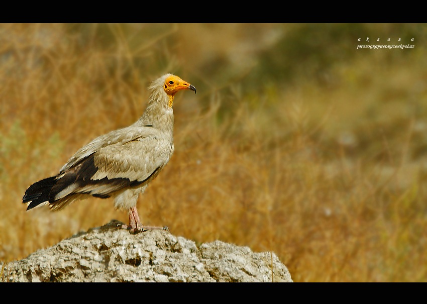 Egyptian Vulture