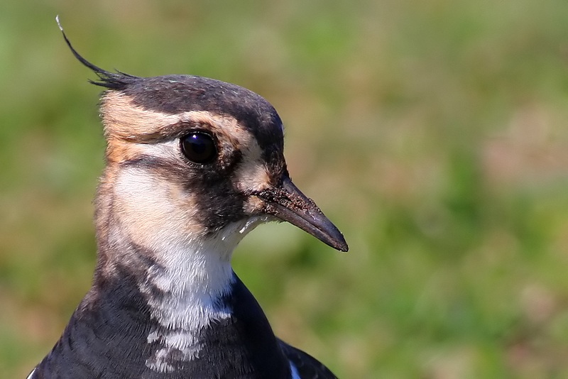Northern Lapwing