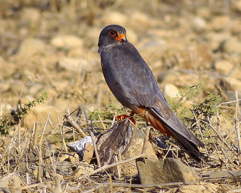 Red-footed Falcon