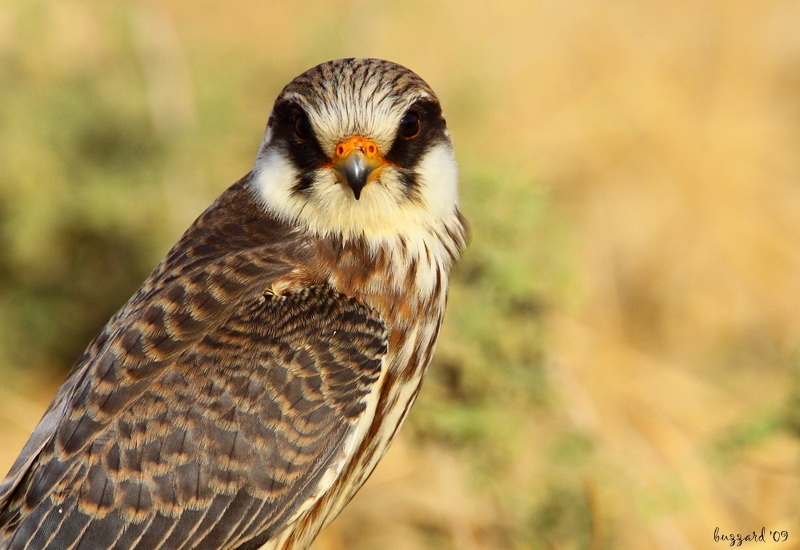 Red-footed Falcon