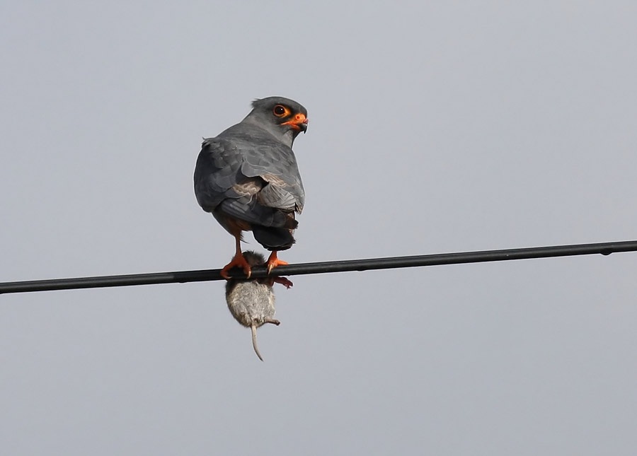 Red-footed Falcon