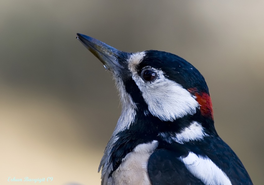 Great Spotted Woodpecker