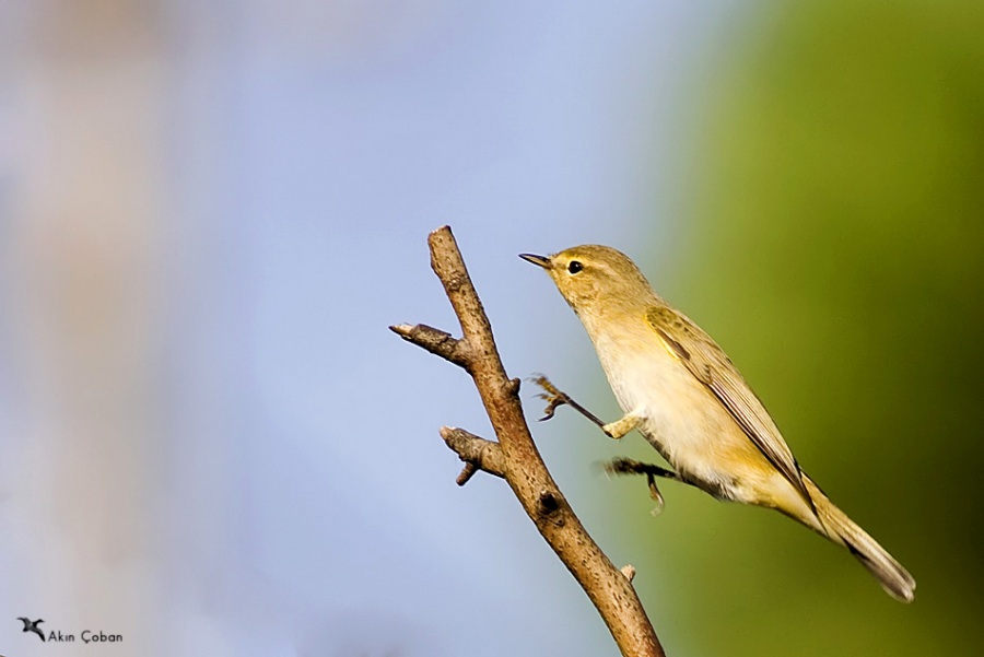 Willow Warbler