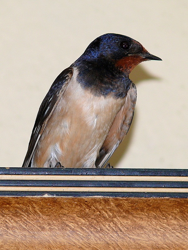 Barn Swallow