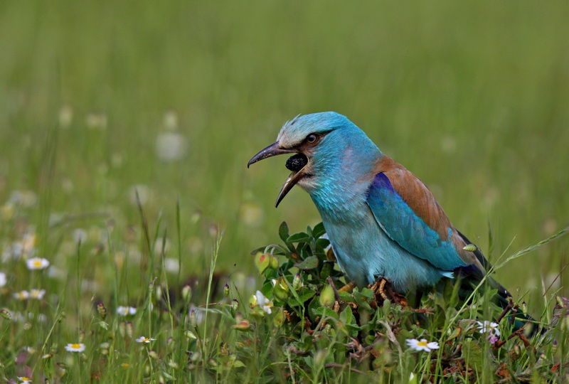European Roller